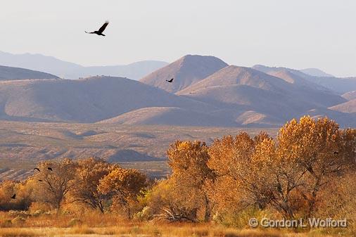 Bosque del Apache_72731.jpg - Photographed in the Bosque del Apache National Wildlife Refuge near San Antonio, New Mexico USA. 